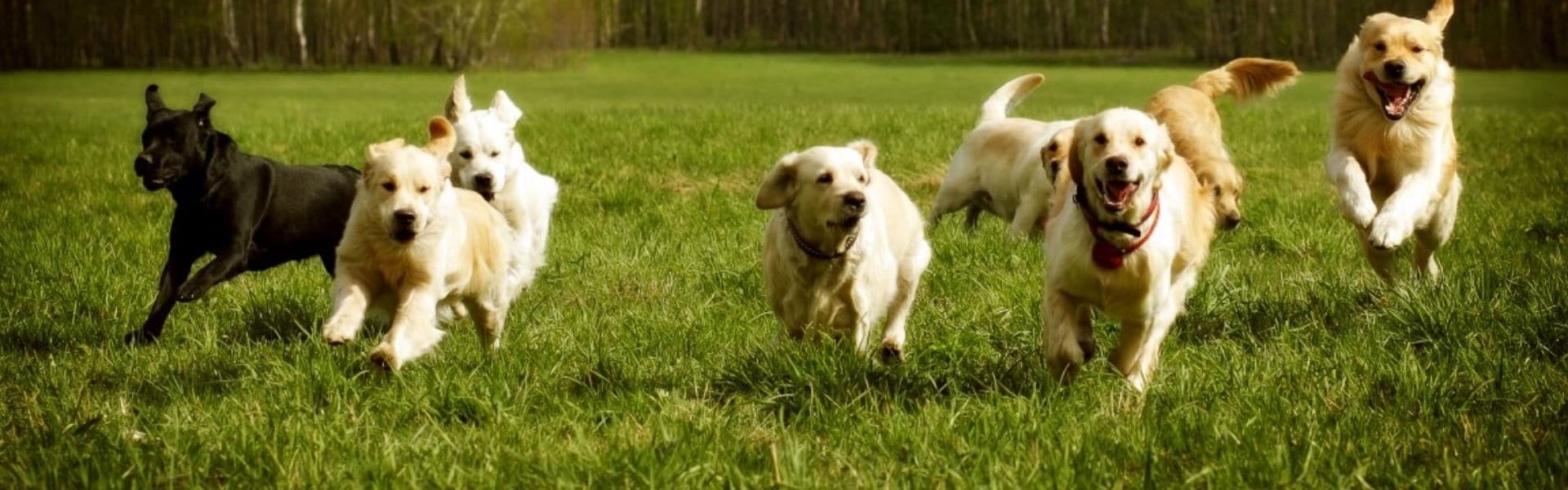 banner dogs running